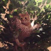 king of the jungle